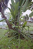 Erika Lodge and the jungle in the Manu reserve